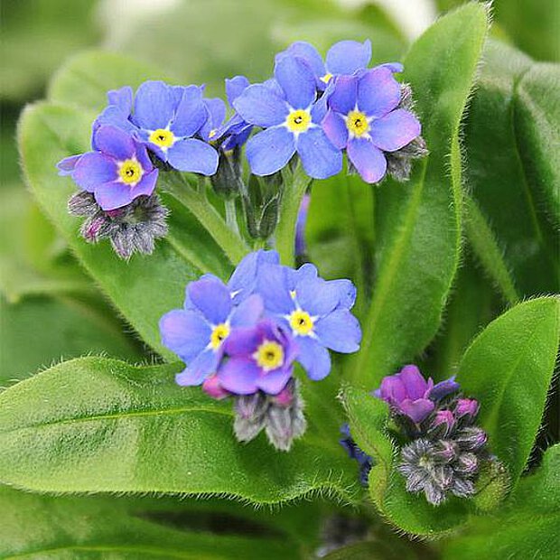 myosotis miro myosotis miro